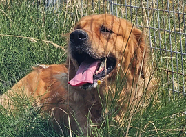 Larry golden retriever boy
