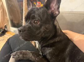French bulldog cross for sale
