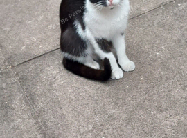 Black And white cat