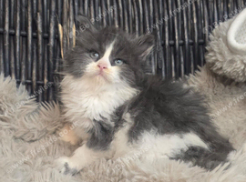 Stunning Maine coon Hugh kittens