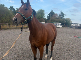 Ex racer for sale