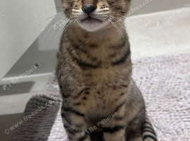TICA Savannah F4 - last boy available