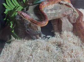 Beautiful Corn snake