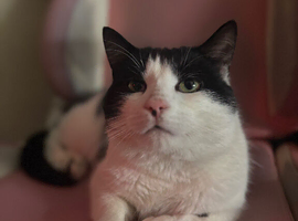Little boy needs rehoming