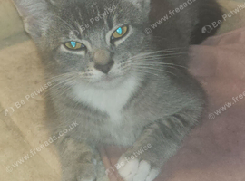 Lilliack boy with green eyes
