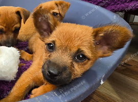 5 beautiful fur babies