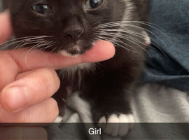 9 week old kittens for sale!