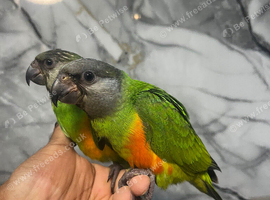Ready Now Baby Handreared Senegal Parrot