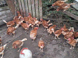 7 brown hens