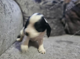 Cocker spaniel puppys