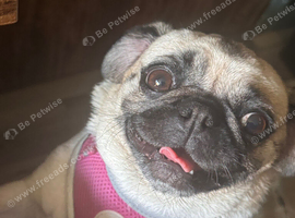 3 PugS for Sale