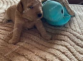 Tibetan x miniture poodle