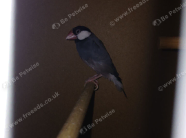 One Java finch and cage