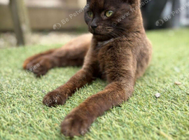 Gorgeous very Fluffy Chocolate Kittens, part Savannah part British Blue
