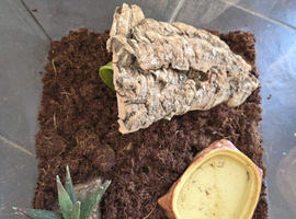 Black Scorpion Full Enclosure Included