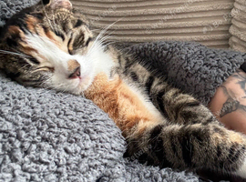8 month old kitten looking for forever home