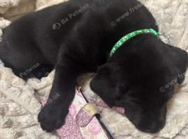 5 labrador puppys only 1 girl remaining