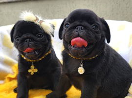 Socialised Pug Puppies Ready