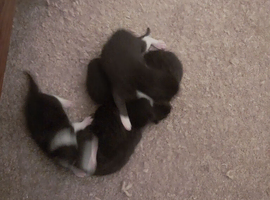 Black and White kittens