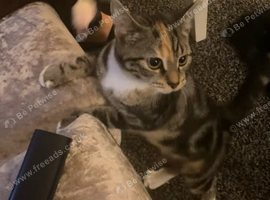 12 month old well behaved cutie