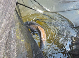 Big mirror carp