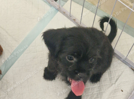 Beautiful Cavapoopug