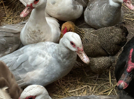 Muscovy ducks