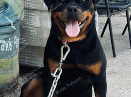 Rottweiler female Looking for home