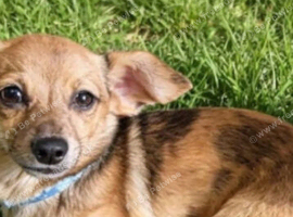 Jack Russell x chihuahua
