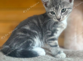 Sphinx mix kittens looking for a new home