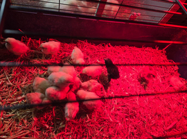 X17 hybrid chicks for sale