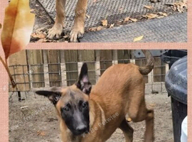 Belgian Malinois Puppies KNPV READY NOW