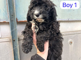 Cavapoo