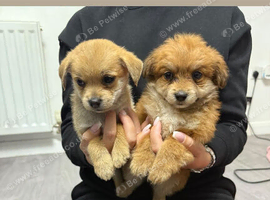 Norfolk terrier x Pomeranian 4 LEFT