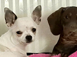 Mini dachs x chihuahua
