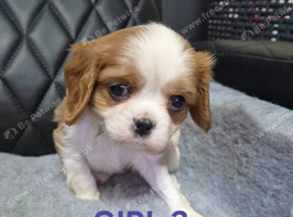 CAVALIER KING CHARLES SPANIEL