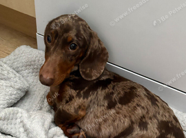 Miniature dascshund