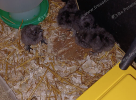 Silkie chicks just hatched