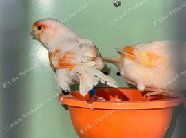 Canaries