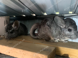 I have this beautiful breeding pair