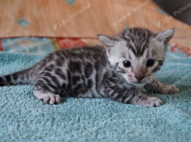 Superb Bengal Kittens