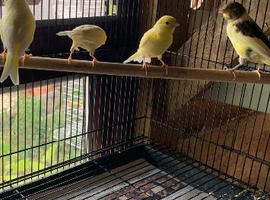 Young canaries