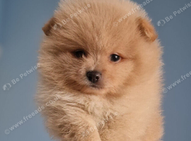 Beautiful puppies ready in a fews days
