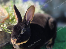 Black Tan Doe Available
