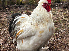 Handsome Pekin Bantam cockerels