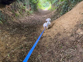 Dog boarding