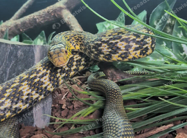 CBB24 Chinese King Rat Snake