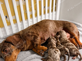Beautiful Dapple Miniature Dachshund Puppies