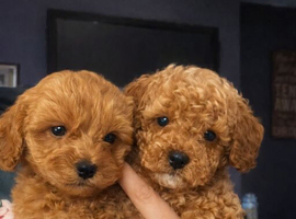 Absuluitly stunning Cockapoo puppies 8and a half weeks old redy for there forever homes