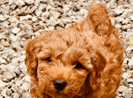 F2b double labradoodle
